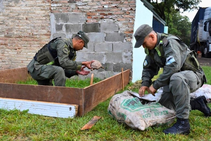 Ambiente: Provincia recibió más de 500 animales silvestres decomisados