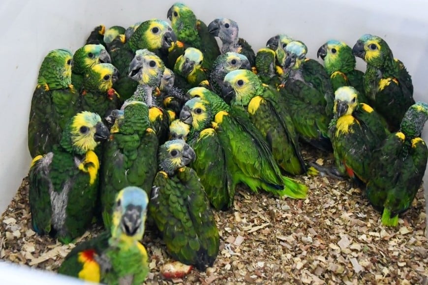 Ambiente: Provincia recibió más de 500 animales silvestres decomisados