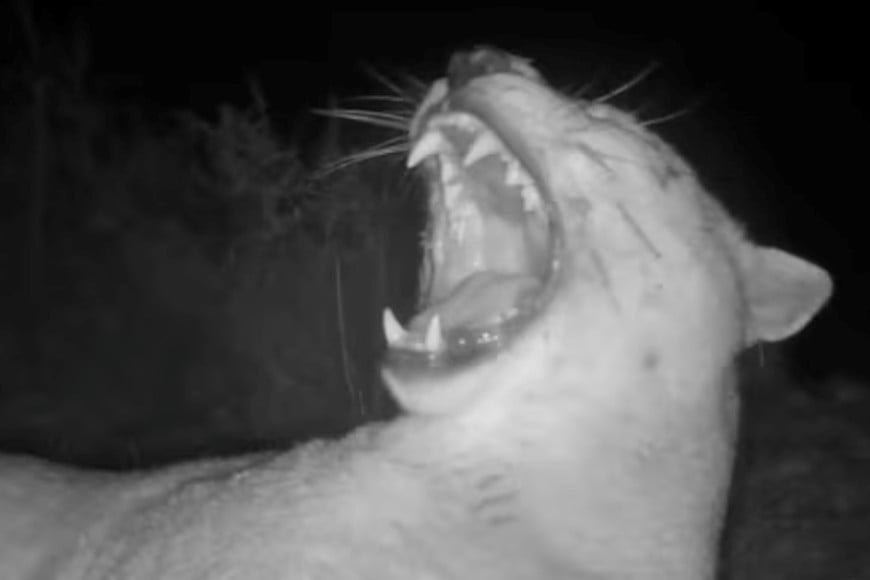 Créditos:  The Dodo