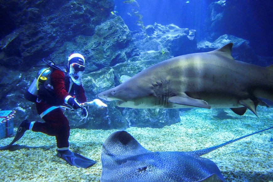 A diver wearing a Santa Claus costume feeds a shark to welcome the upcoming Christmas at the Sea Life Bangkok Ocean World aquarium in Bangkok, Thailand, December 14, 2021. REUTERS/Athit Perawongmetha