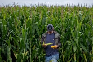 FILE PHOTO: Jake Guse, a crop scout on the Pro Farmer Crop Tour, collects corn samples from a corn field as scouts travel across the midwest trying to gauge the size of the corn and soybean crop that farmers will harvest in the fall, in northwest Indiana, August 19, 2025. REUTERS/Evelyn Hockstein/File Photo