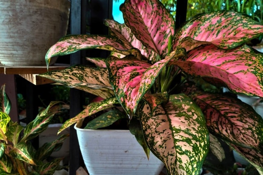La aglaonema se destaca por sus hojas firmes y decorativas.
