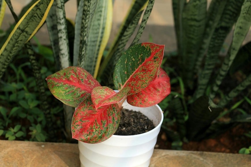 Una planta perfecta para hogares y oficinas.