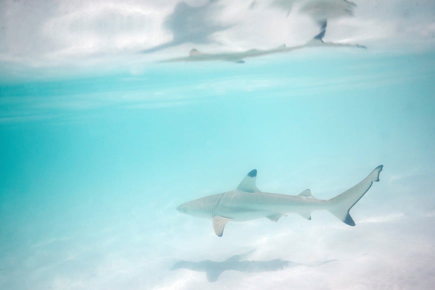 A newborn blacktip reef shark, which is listed as a vulnerable species, swims in the shallow waters of Maya Bay in Phi Phi Island National Park, on Phi Phi Leh Island, Krabi province, Thailand, February 26, 2023. Blacktips, named after the distinctive black colouring on their dorsal fins and tails, roam the Andaman Sea and other tropical regions in decreasing numbers due to overfishing, according to the International Union for Conservation of Nature. REUTERS/Jorge Silva   SEARCH "SILVA THAILAND SHARKS" FOR THIS STORY. SEARCH "WIDER IMAGE" FOR ALL STORIES.