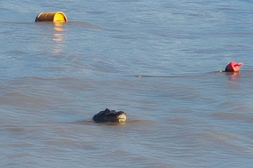 El yacaré de dos metros quedó cerca de la orilla del balneario.