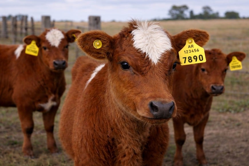 Trazabilidad electrónica: una nueva etapa para la ganadería argentina