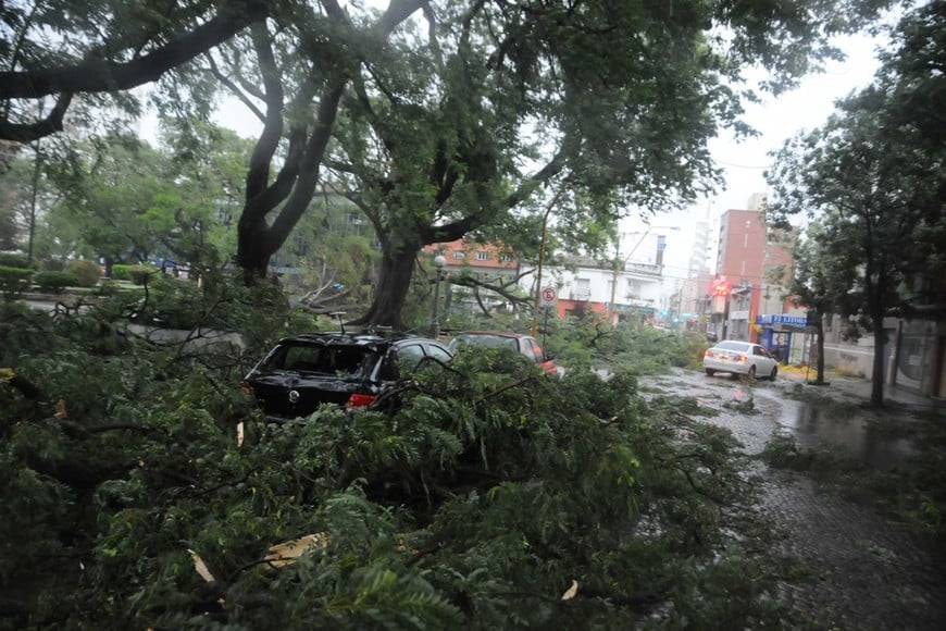Los árboles en la plaza Colón cayeron sobre autos. Foto: Flavio Raina