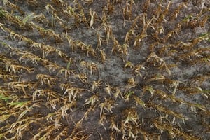 Un informe de la Red de Manejo de Plagas de Aapresid (REM) advierte que aunque se trata de una enfermedad conocida, hacía décadas que no se registraban niveles de daño tan altos en la región.