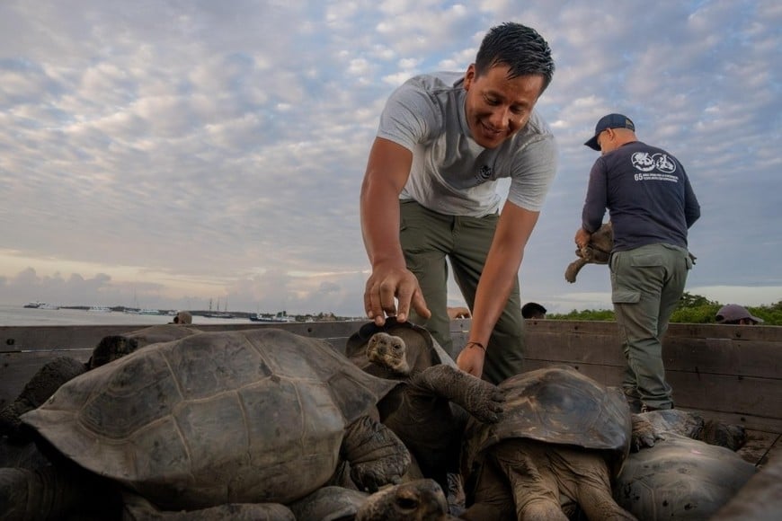 El plan del Parque Nacional Galápagos prevé reintroducir 700 tortugas en la isla.