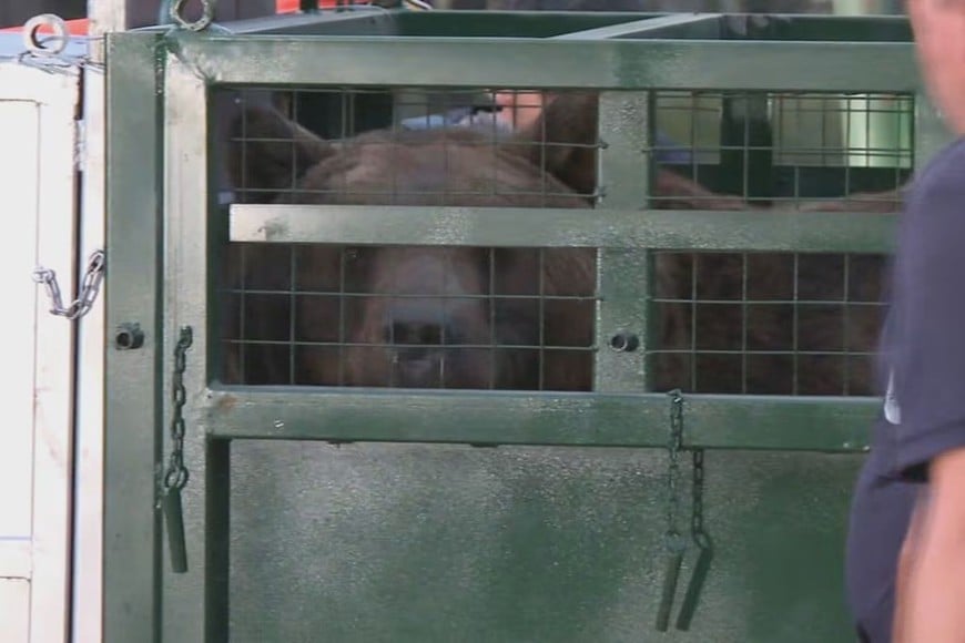 Se trata de dos osos que serán llevados a Bulgaria.