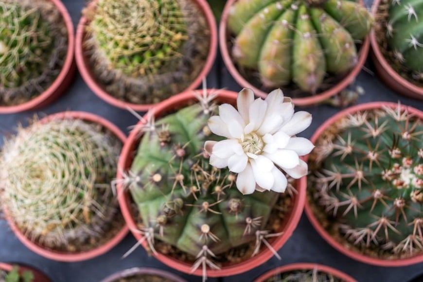 El interior de la casa requiere elementos que favorezcan el descanso y la calma.