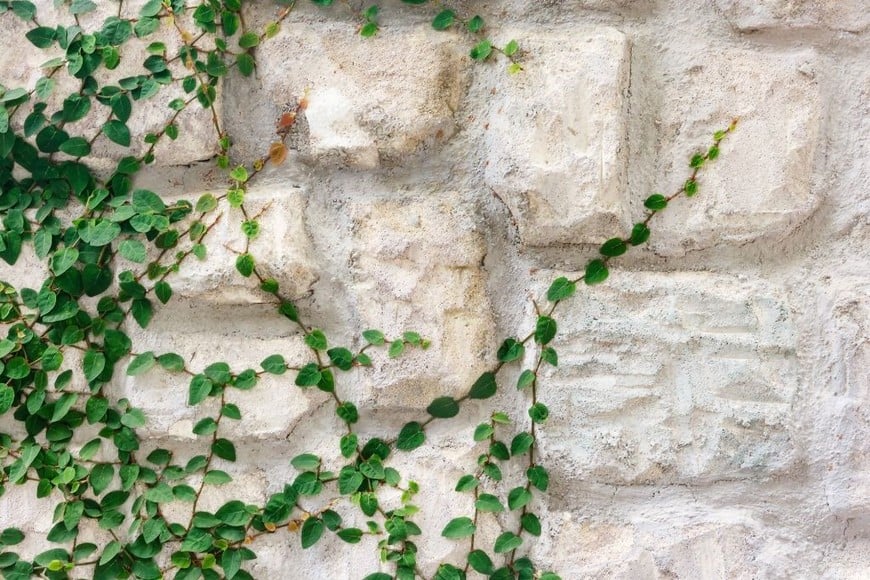 Las especies con hojas suaves suelen asociarse con armonía y bienestar.