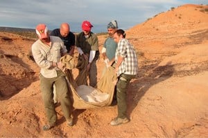 Makovicky, Apesteguia y otros miembros del equipo mueven el fósil. Foto: gentileza investigador.