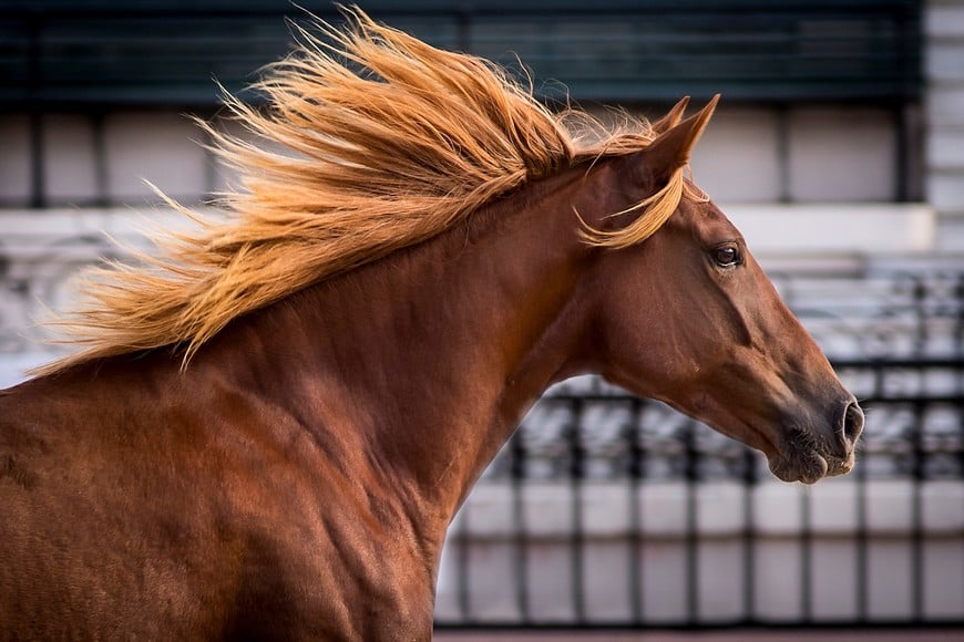 El campo se traslada una vez más a la ciudad para compartir tradiciones y la pasión por los equinos