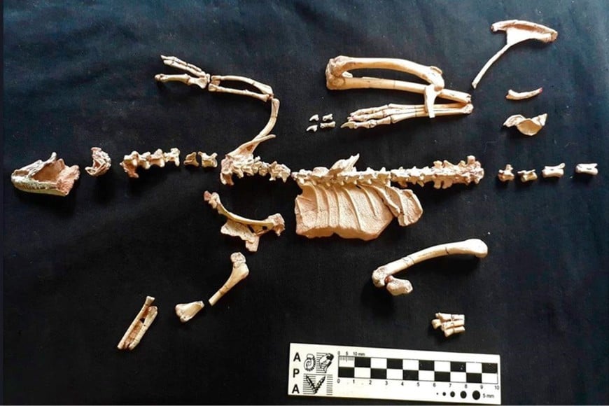 Restos de Alnashetri Foto: gentileza investigador.