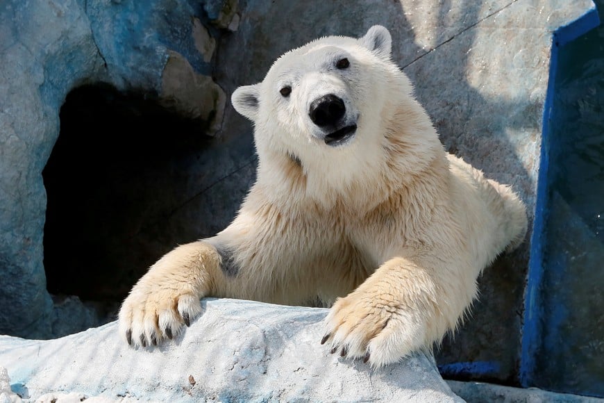 Aurora, a seven-year-old female polar bear, sits inside an open-air cage at the Royev Ruchey zoo in a suburb of the Siberian city of Krasnoyarsk, Russia, April 24, 2017. REUTERS/Ilya Naymushin rusia Aurora osa polar zoologico de Royev Ruchey animal oso al aire libre