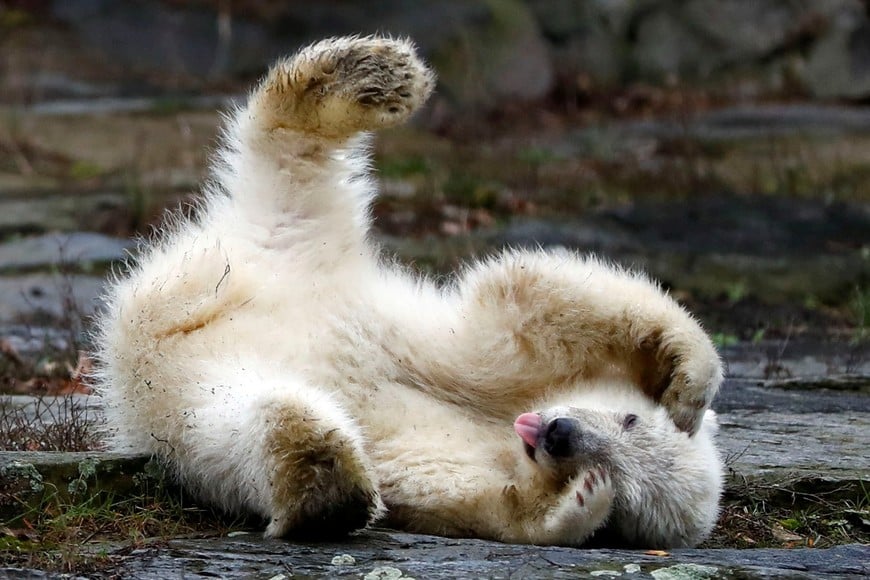 A female polar bear cub, born on December 1, 2018, is seen during her first official presentation for the media at Tierpark Berlin zoo in Berlin, Germany, March 15, 2019. REUTERS/Fabrizio Bensch alemania  cria de oso polar presentacion oficial del nuevo bebe recien nacido zoologico