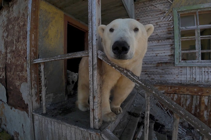 A polar bear looks on at the abandoned Soviet-era research station on Kolyuchin Island in the Chukchi Sea, in Russia's far northeast, September 14, 2025, in this still image taken from a drone video. Instagram @makhorov/Handout via REUTERS THIS IMAGE HAS BEEN SUPPLIED BY A THIRD PARTY. MANDATORY CREDIT.