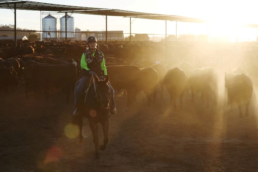 Caitlin Herbert, farmer and Managing Director of Gundamain Pastoral Co., conducts a daily pen check at Gundamain Feedlot in Eugowra, Australia, November 19, 2025. REUTERS/Hollie Adams     TPX IMAGES OF THE DAY