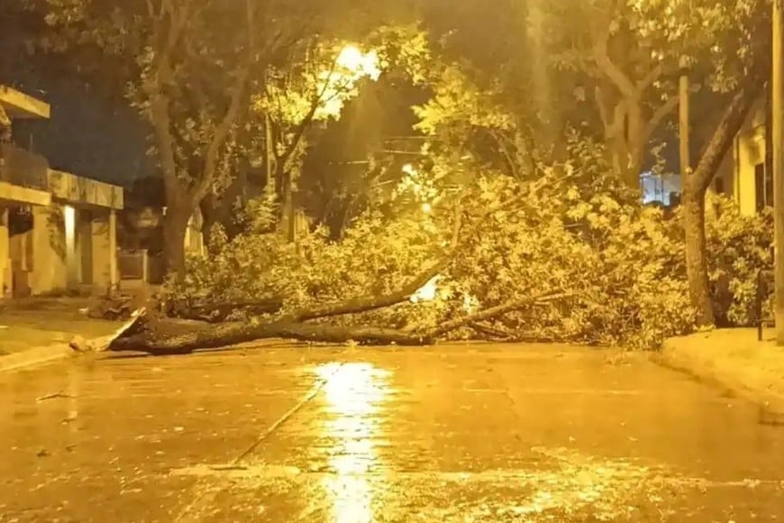 Decenas de árboles cayeron en la ciudad.