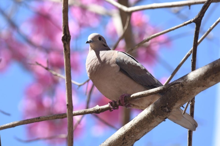 Las aves, “agradecidas” de tanta forestación. Crédito: Archivo Mauricio Garín
