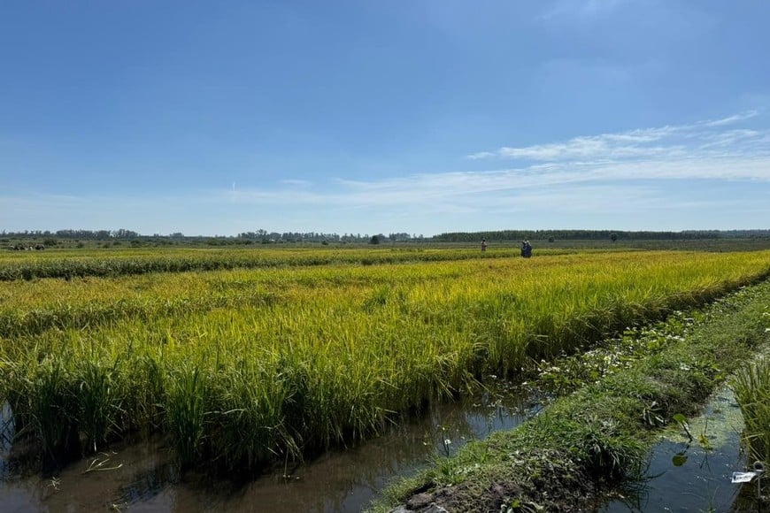 Durante la actividad, los participantes pudieron conocer en territorio los avances y líneas de trabajo que se llevan adelante en la experimental, vinculadas al mejoramiento genético de arroz, la producción y evaluación de forrajes y la investigación en avicultura.