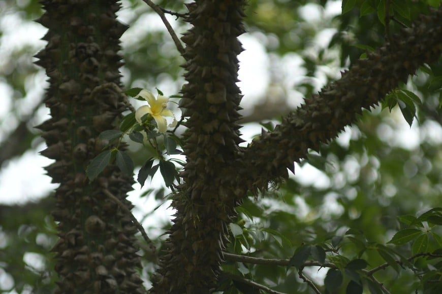 Un añoso palo borracho en el ex Predio Ferial. Crédito: Manuel Fabatía