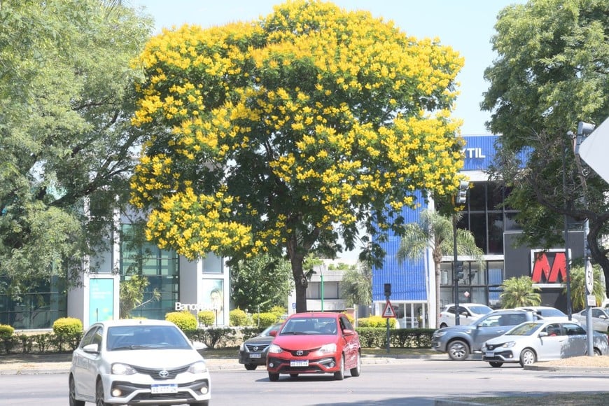 Un ejemplar de Ibirá Pitá en la Av. Alem. Crédito: Archivo Luis Cetraro
