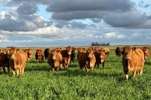 Alianza Ganadera, no es solo un acuerdo comercial; es la cristalización del sexto principio cooperativo: la ayuda mutua para generar desarrollo a escala.