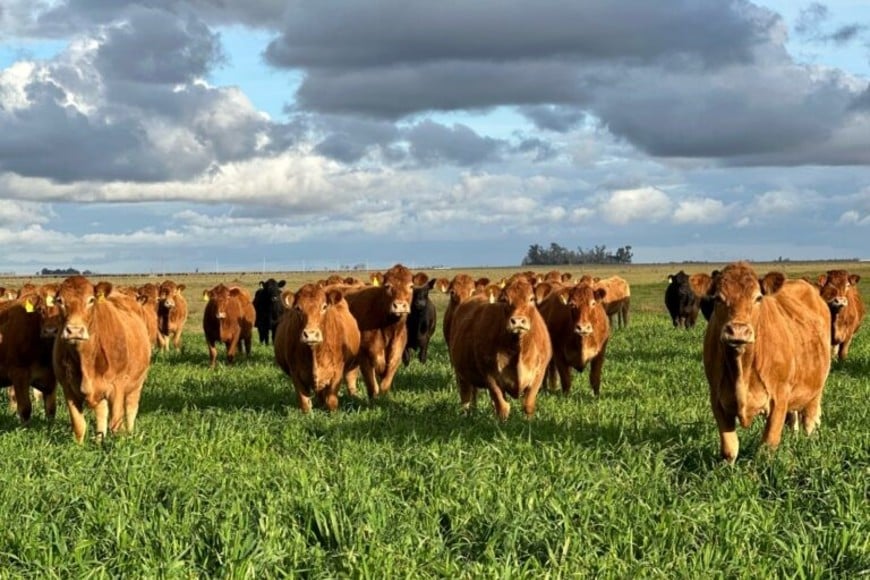 Alianza Ganadera, no es solo un acuerdo comercial; es la cristalización del sexto principio cooperativo: la ayuda mutua para generar desarrollo a escala.