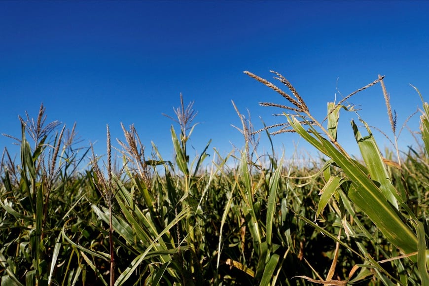 FILE PHOTO: Corn plants are pictured in a farm near Zarate, in the outskirts of Buenos Aires, Argentina April 23, 2022. Picture taken April 23, 2022. REUTERS/Agustin Marcarian/File Photo
