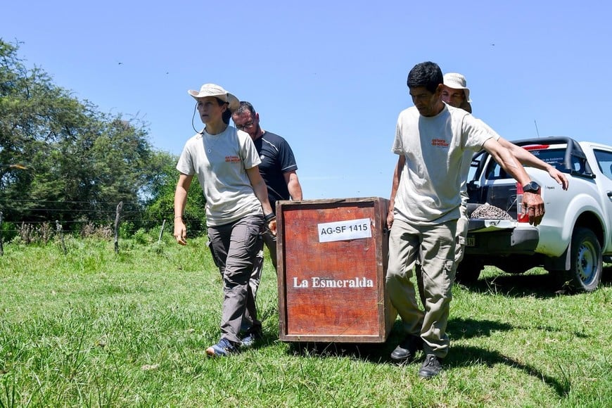 Rescate y regreso al hábitat: liberaron un aguará guazú hallado en mal estado en San Cristóbal