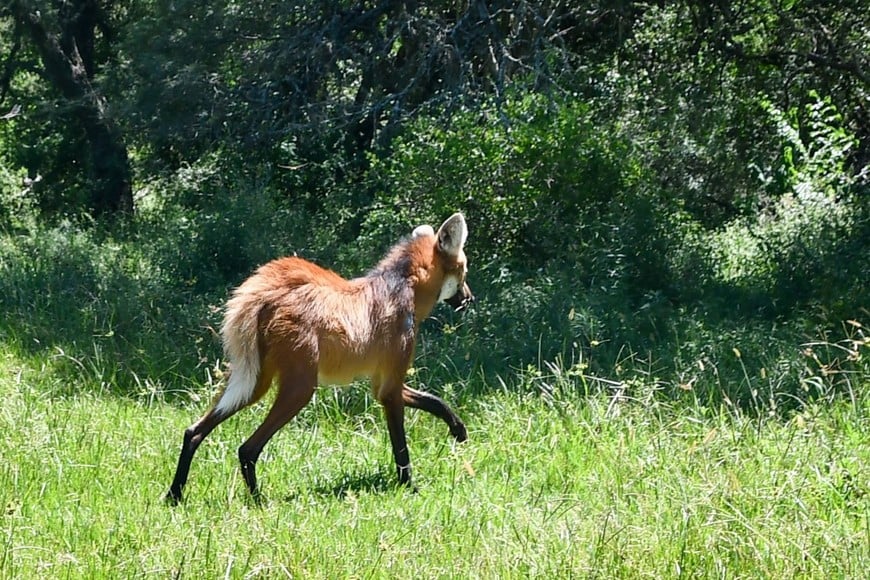 Rescate y regreso al hábitat: liberaron un aguará guazú hallado en mal estado en San Cristóbal