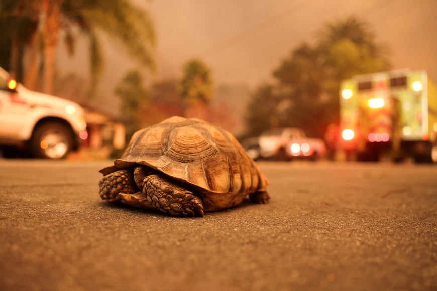 A turtle walks on the street as powerful winds fueling devastating wildfires in the Los Angeles area force people to evacuate, at the Eaton Fire in Altadena, California, U.S. January 8, 2025. REUTERS/David Swanson     TPX IMAGES OF THE DAY