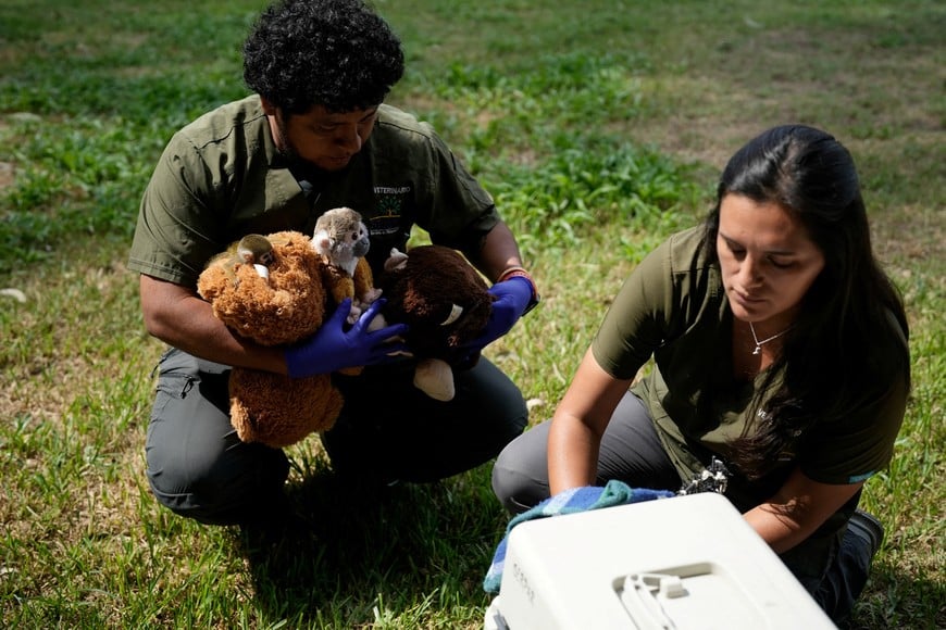 A veterinarian holds a baby Peruvian friar monkey named Punch, named after the Japanese monkey Punch, who was separated from his mother at birth and trafficked from the Peruvian Amazon, at Parque Huascar Zoo in Lima, Peru, March 9, 2026. REUTERS/Angela Ponce