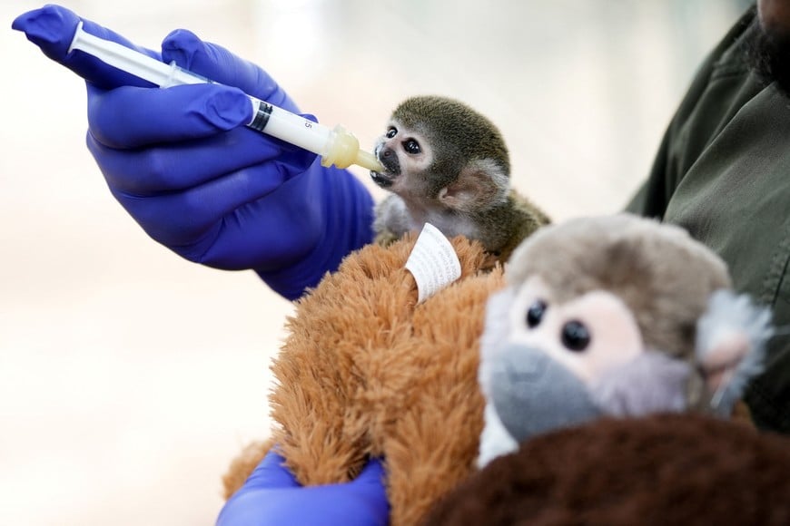 A veterinarian feeds a baby Peruvian friar monkey named Punch, named after the Japanese monkey Punch, who was separated from his mother at birth and trafficked from the Peruvian Amazon, at Parque Huascar Zoo in Lima, Peru, March 9, 2026. REUTERS/Angela Ponce
