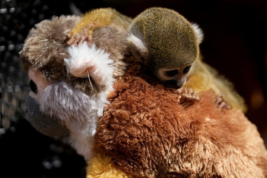 A baby Peruvian friar monkey named Punch, named after the Japanese monkey Punch, who was separated from his mother at birth and trafficked from the Peruvian Amazon, hugs a stuffed animal at Parque Huascar Zoo, in Lima, Peru, March 9, 2026. REUTERS/Angela Ponce