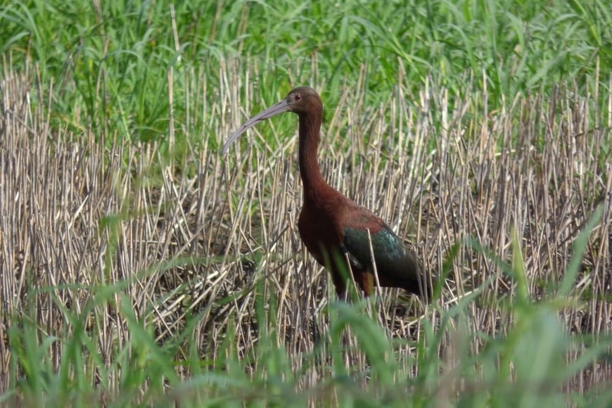 Pico largo y curvo, patas largas… Y aves muy gregarias. Crédito: Gentileza Pablo Capovilla