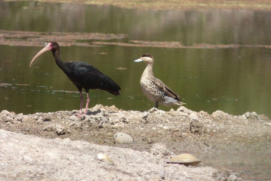 Aves de humedales. Vinieron a la ciudad a buscar alimento. Crédito: Gentileza Pablo Capovilla