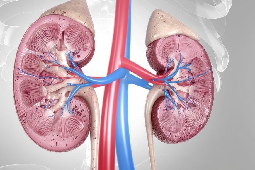 La iniciativa se enmarca en las actividades por el Día Mundial del Riñón
