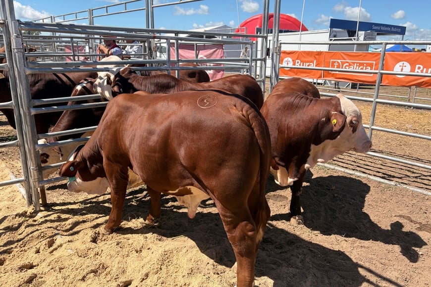 San Justo se consolida como el nuevo faro de la genética Braford en Santa Fe