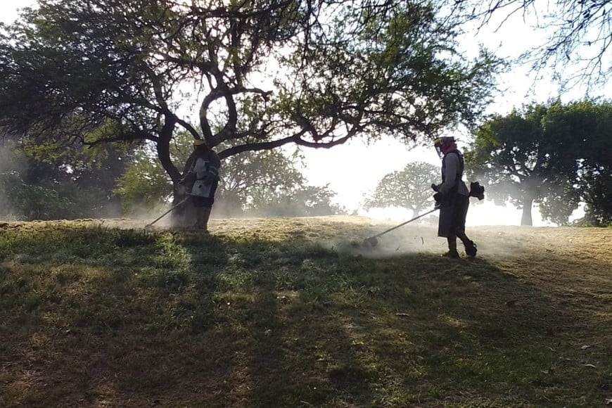 Tareas de desmalezamiento. MCSF