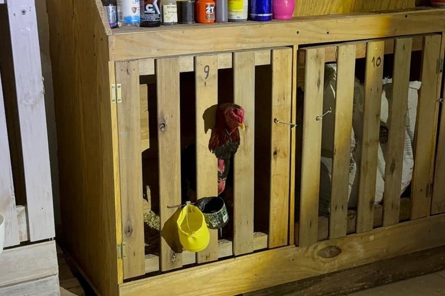 Gallos de riña secuestro Agustín Tira