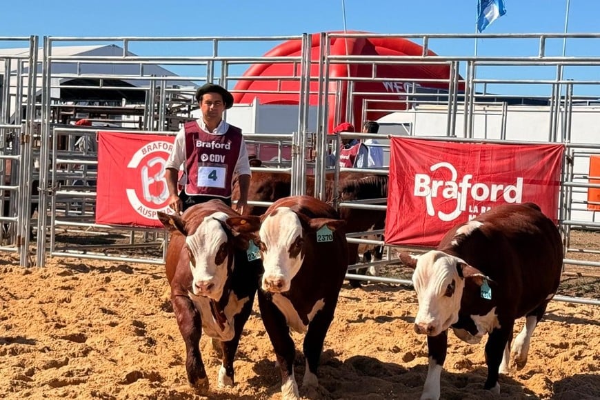 Braford mostró su liderazgo en Expoagro con tecnología, sustentabilidad y un remate récord