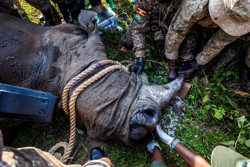 Ugandan rangers handle a rhino at the Kidepo Valley National Park following the first wildlife exchange between Kenya and Uganda as part of a wider effort by conservation groups and the Uganda Wildlife Authority to rebuild a national population wiped out by past poaching in the Karamoja region of northeastern Uganda March 17, 2026. Global Conservation/Handout via REUTERS   THIS IMAGE HAS BEEN SUPPLIED BY A THIRD PARTY.NO RESALES. NO ARCHIVES. MANDATORY CREDIT. ONE-TIME USE ONLY.
