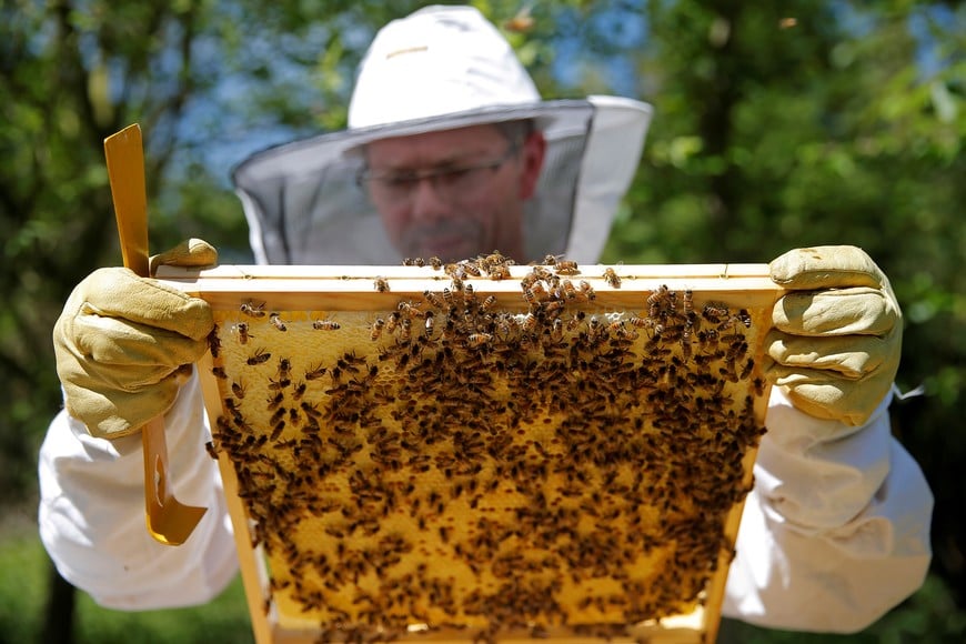 French beekeeper Joel Gross checks a beehive in Hoerdt near Strasbourg, France, April 27, 2018.  REUTERS/Vincent Kessler francia  colmena en Hoerdt apicultura abejas colmenas elaboracion de miel