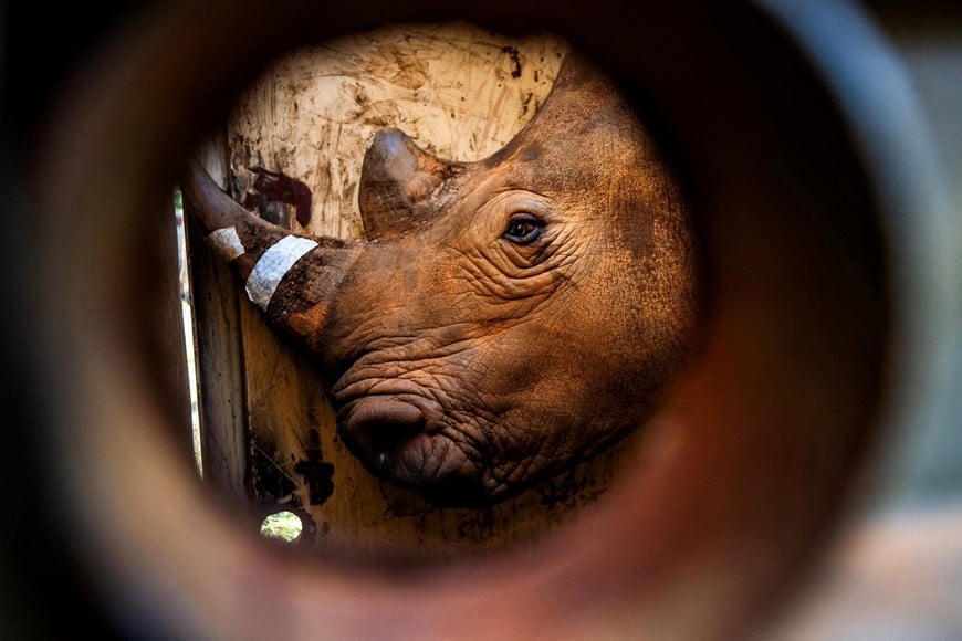 A rhino stands inside a transportation crate at the Kidepo Valley National Park following the first wildlife exchange between Kenya and Uganda as part of a wider effort by conservation groups and the Uganda Wildlife Authority to rebuild a national population wiped out by past poaching in the Karamoja region of northeastern Uganda, March 17, 2026. Global Conservation /Handout via REUTERS    THIS IMAGE HAS BEEN SUPPLIED BY A THIRD PARTY. NO RESALES. NO ARCHIVES. MANDATORY CREDIT. ONE-TIME USE ONLY.