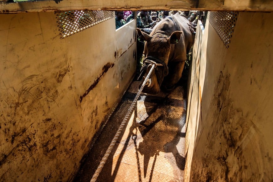Ugandan rangers handle a rhino at the Kidepo Valley National Park following the first wildlife exchange between Kenya and Uganda as part of a wider effort by conservation groups and the Uganda Wildlife Authority to rebuild a national population wiped out by past poaching in the Karamoja region of northeastern Uganda March 17, 2026. Global Conservation/Handout via REUTERS   THIS IMAGE HAS BEEN SUPPLIED BY A THIRD PARTY.NO RESALES. NO ARCHIVES. MANDATORY CREDIT. ONE-TIME USE ONLY.