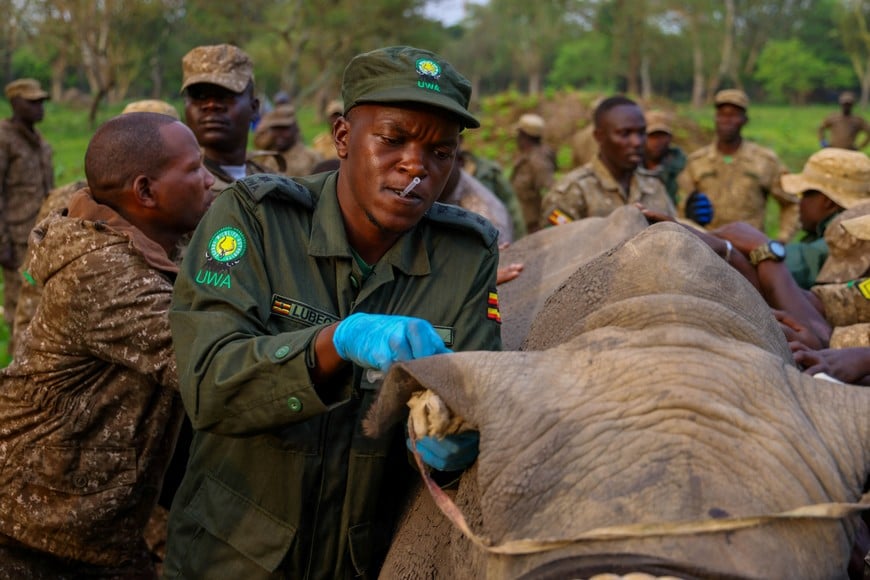 A member of the Uganda Wildlife Authority handles a rhino at the Kidepo Valley National Park following the first wildlife exchange between Kenya and Uganda as part of a wider effort by conservation groups and the Uganda Wildlife Authority to rebuild a national population wiped out by past poaching, in the Karamoja region of northeastern Uganda March 17, 2026. Uganda Wildlife Authority/Handout via REUTERS   THIS IMAGE HAS BEEN SUPPLIED BY A THIRD PARTY. MANDATORY CREDIT.