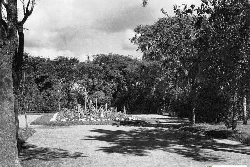 Cactus en el viejo jardín.